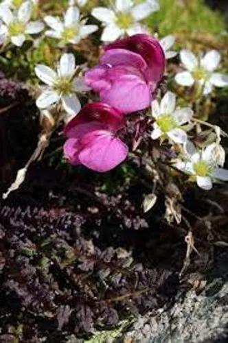 Pedicularis Kerneri