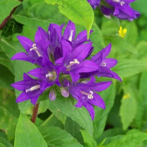 Clustered Bellflower