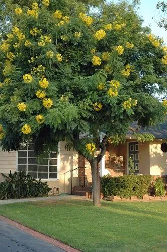 Gold Medallion Tree