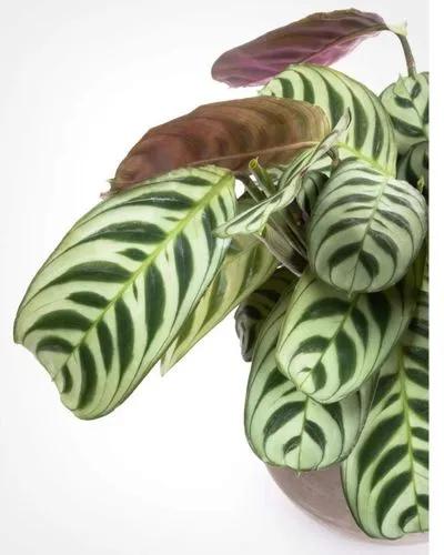 Fishbone Prayer Plant