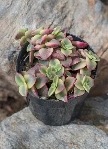 Calico Kitten Crassula