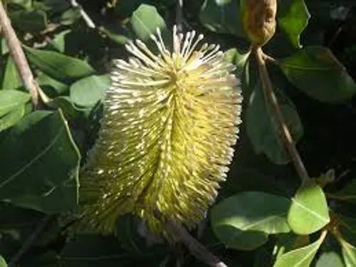 Coast Banksia