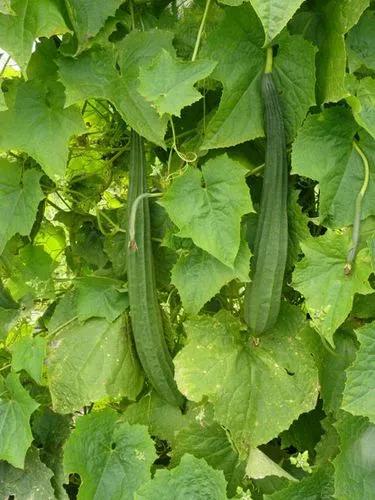 Ridge Gourd