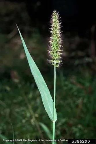 Hooked Bristlegrass, Rough Bristle-Grass, Bristly Foxtail.