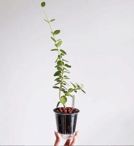 Bush Hoya