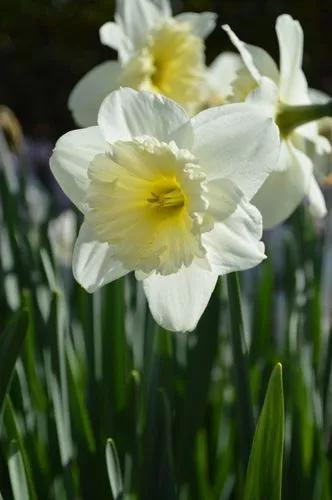 Ice Follies Daffodil