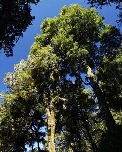 Antarctic Beech