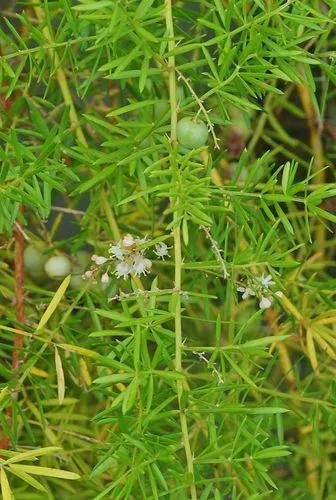 Asparagus Aethiopicus