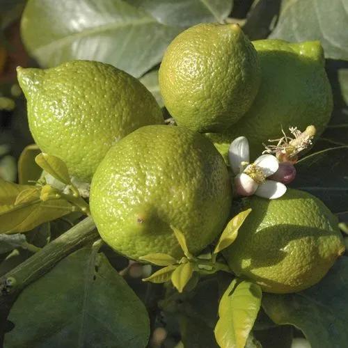 Dwarf Tahitian Lime