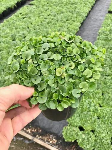 Dichondra Carolinensis