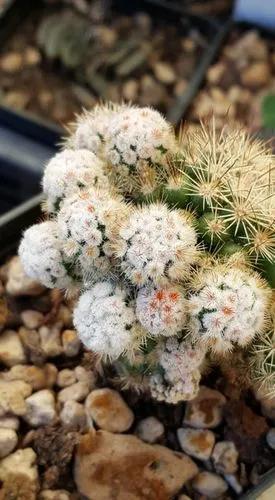 Mammillaria gracilis