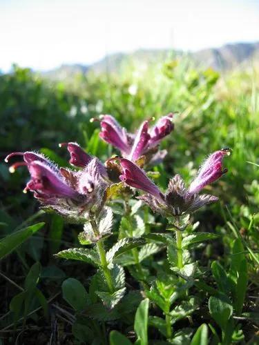 Alpine Bartsia