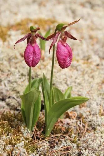 Pink Lady's Slipper