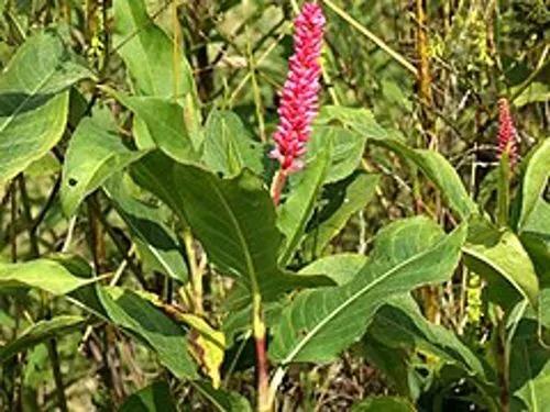 Persicaria Amphibia