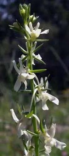 Mediterranean Toadflax