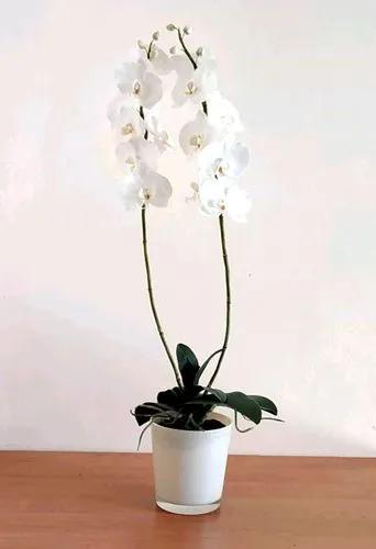 Phalaenopsis