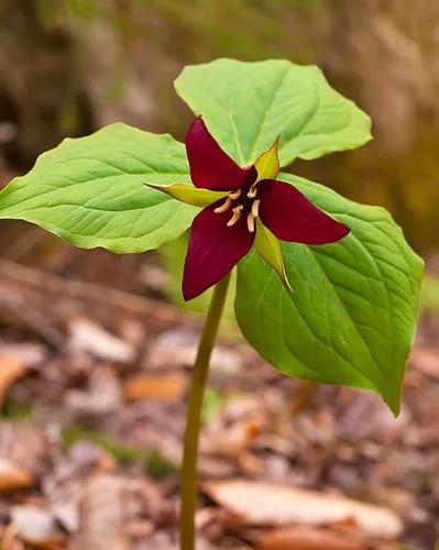 Trillium Erectum