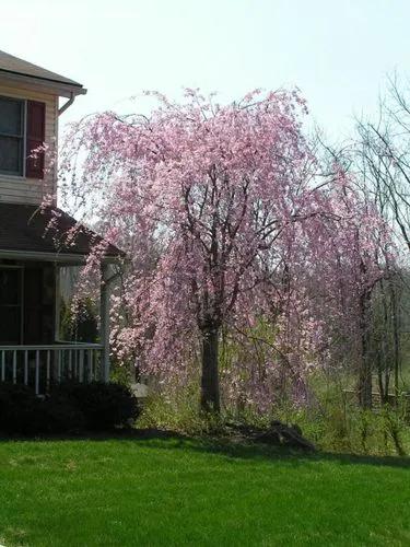 Rosebud Cherry