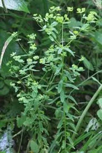 Tintern Spurge