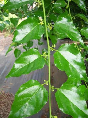Latherleaf