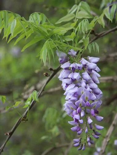 Wisteria Frutescens