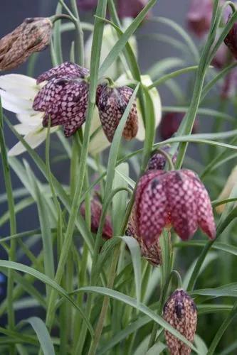 Checkered Lily Fritillaria
