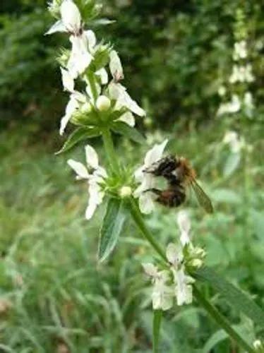 Stiff Hedgenettle, Perennial Yellow-Woundwort