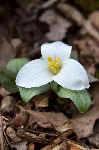 Trillium Nivale