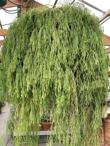 Rhipsalis Clavata