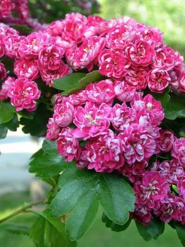 Midland Hawthorn