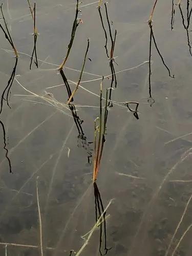 Water Lobelia