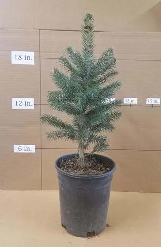 Baby Spruce