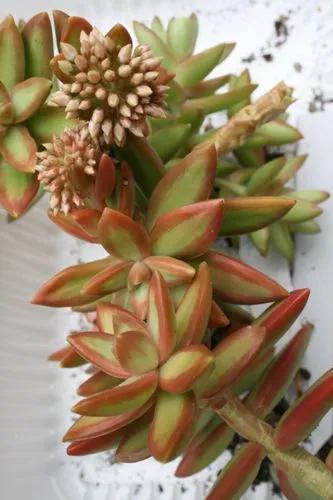 Fire Storm Sedum