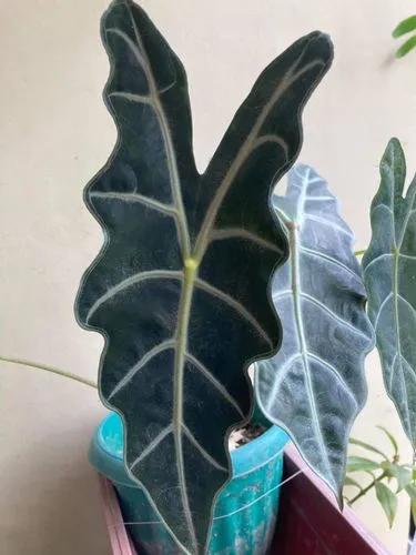 Alocasia Amazonica