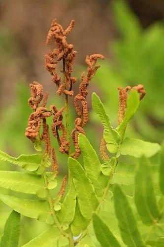 Osmunda Regalis