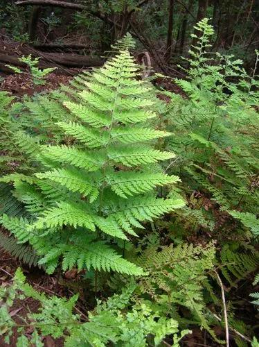 Limpleaf Fern