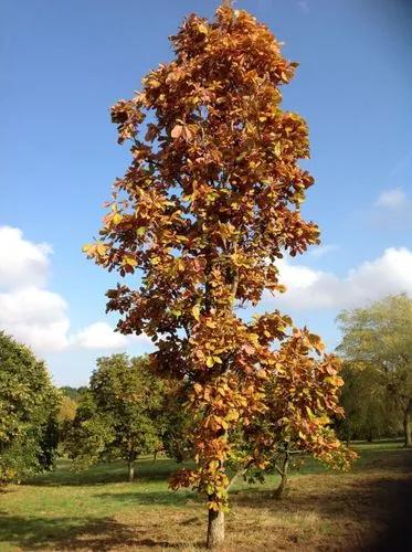 Daimyo Oak