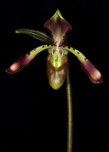 Paphiopedilum Haynaldianum