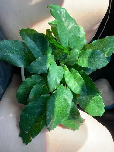Calathea Musaica