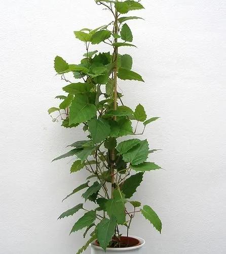 Kangaroo vine