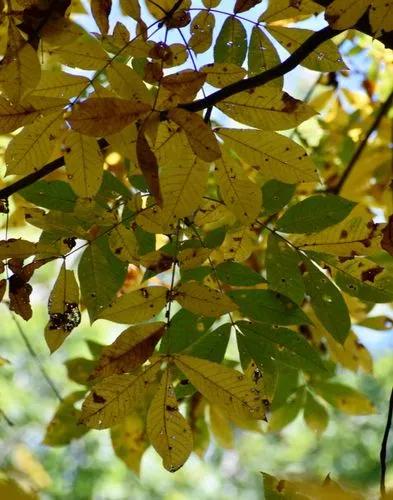 Bitternut Hickory