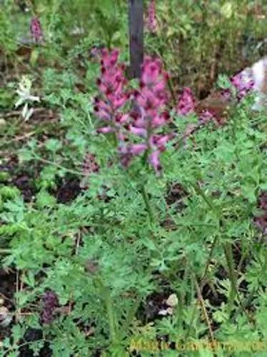 Drug Fumitory