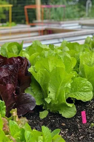 Garden lettuce