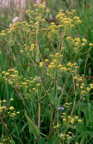 Bupleurum Ranunculoides