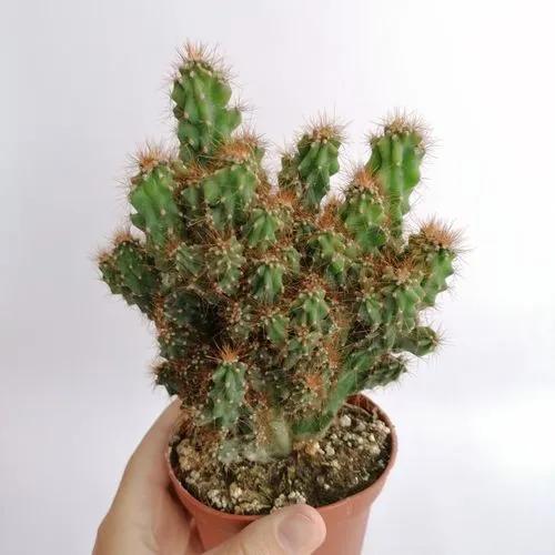 Peruvian Apple Cactus