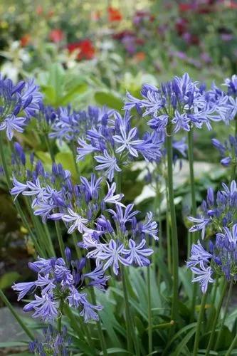 Agapanthus Campanulatus