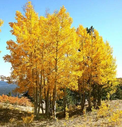American aspen