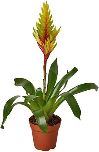 Bromeliad Vriesea