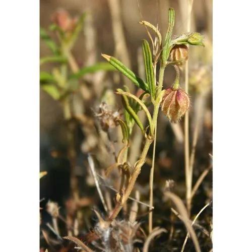 Helianthemum Aegyptiacum (L.) Mill