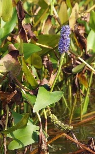 Pickerelweed